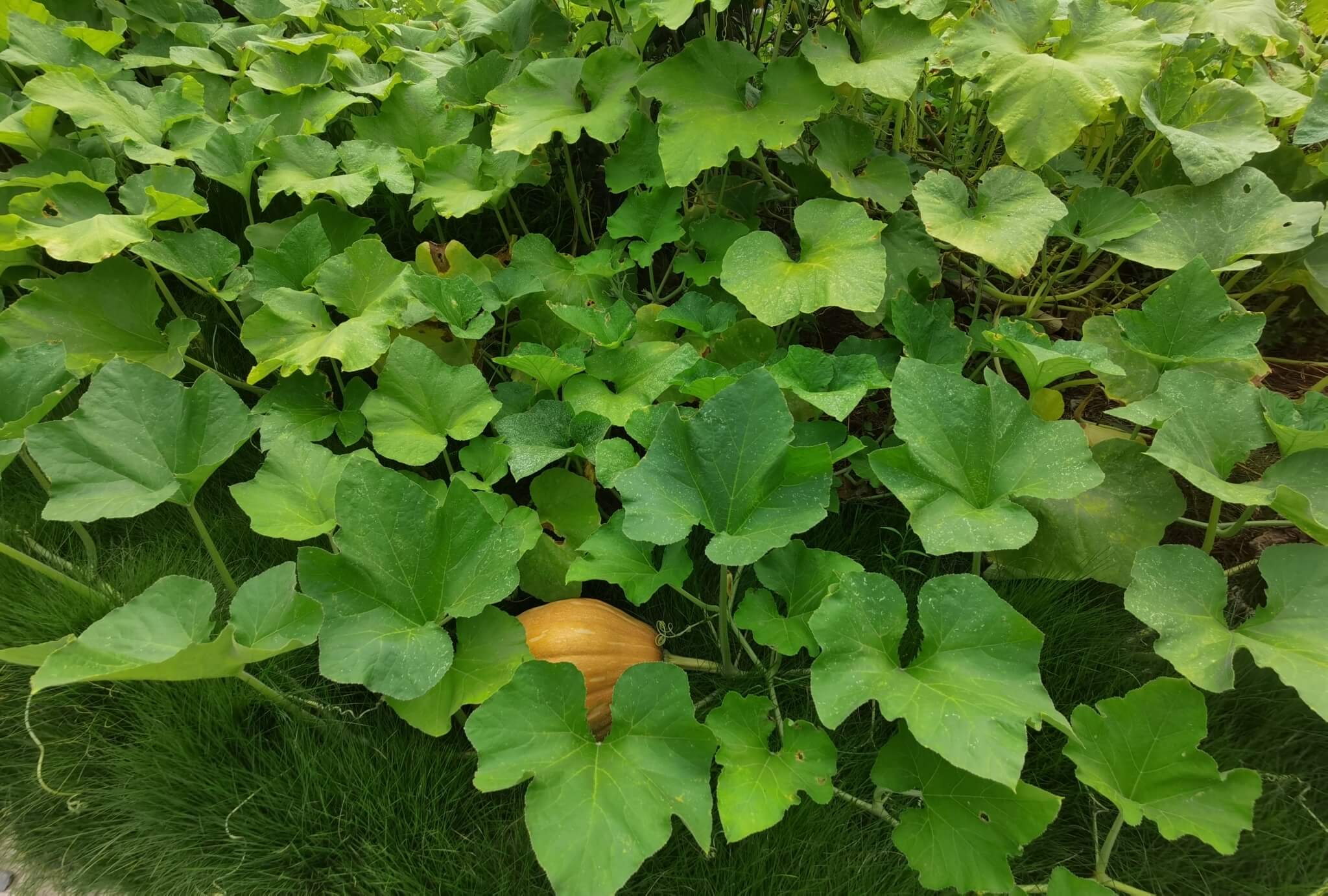 Cucurbita moschata